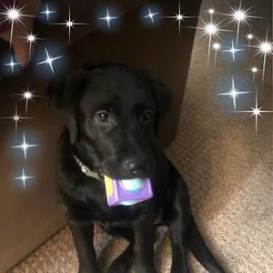 Meet your Posher, Lucy